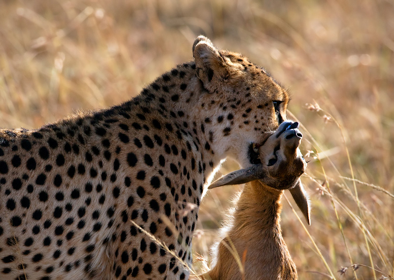 Фото жизнь (light) - Ludmila Yilmaz - Кения - Добыча гепарда