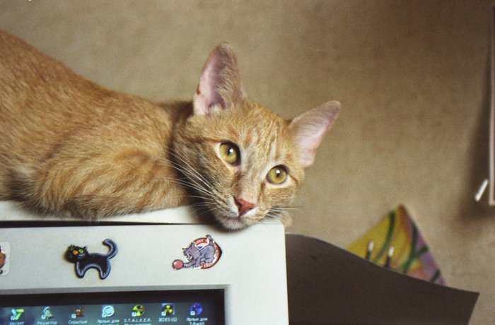 Фото жизнь (light) - _dee - зверье мое и не мое - загрустил...