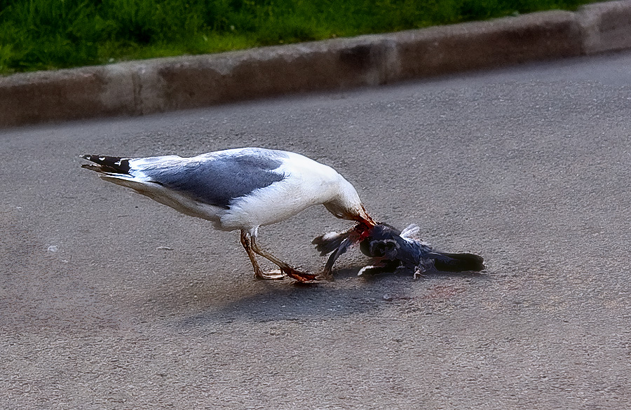 Фото жизнь (light) - МТВ - природа - Поели