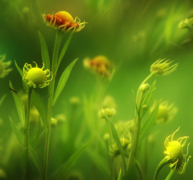 Фото жизнь (light) - emunilkin - Цветы - цветы