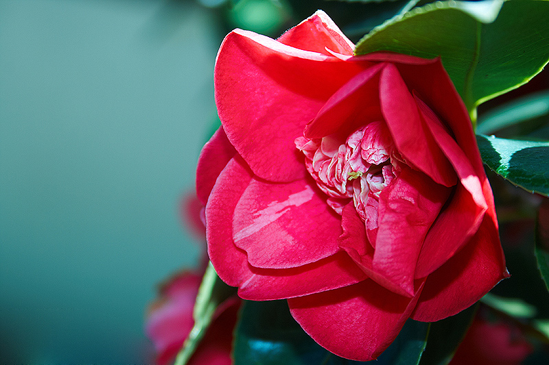 Фото жизнь (light) - iron - корневой каталог - red flower