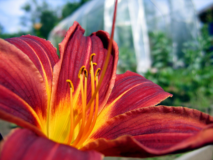 Фото жизнь (light) - Svetlana Fadeeva - Многоликость цветов... - ***