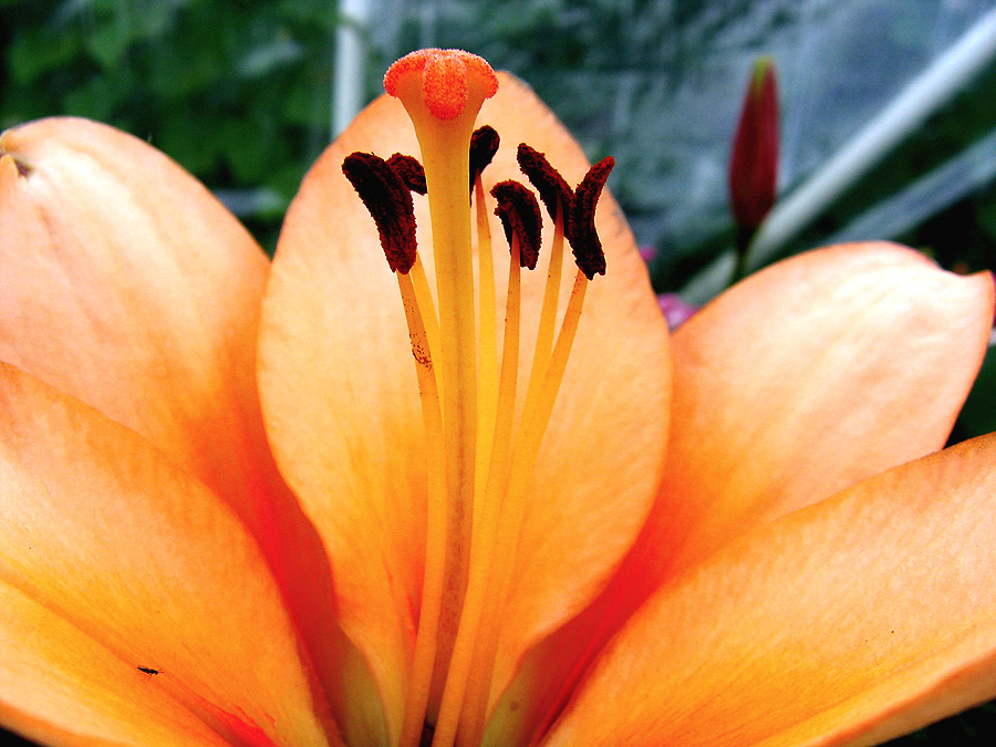 Фото жизнь (light) - Svetlana Fadeeva - Многоликость цветов... - ...