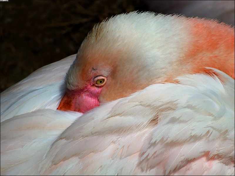 Фото жизнь (light) - Arkady Golod - МОРДАСЬКИ и ЦВЕТОНЧИКИ - Мизантроп