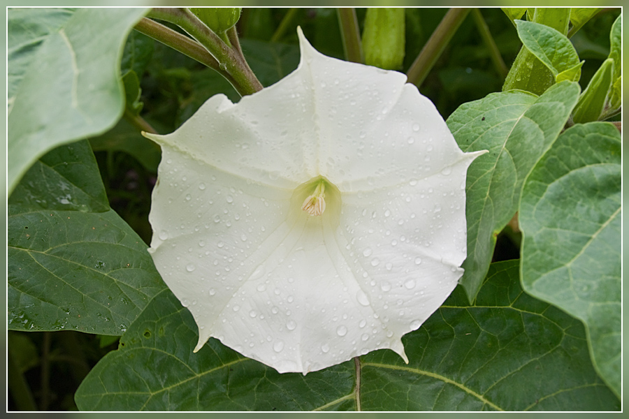 Фото жизнь (light) - Александр Крупский - корневой каталог - После дождичка