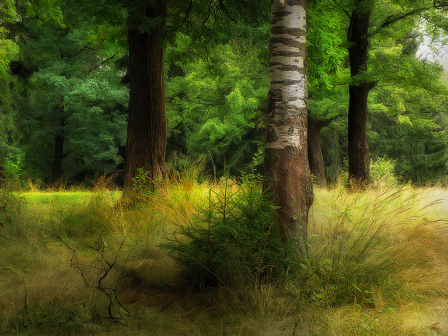 Фото жизнь (light) - emunilkin - Зарисовки - В лесу