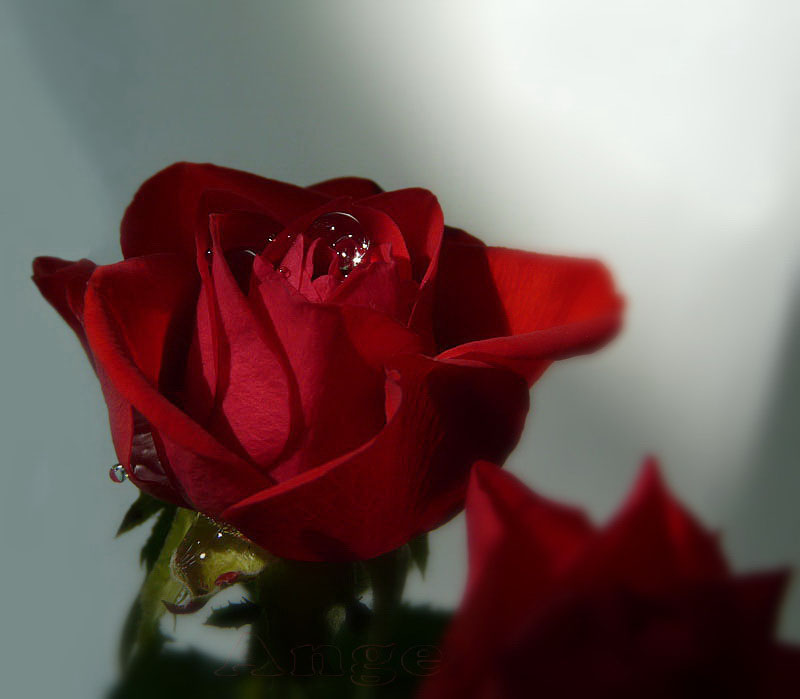 Фото жизнь - Angela Wojtowska  - Цветы - манящая алая роза