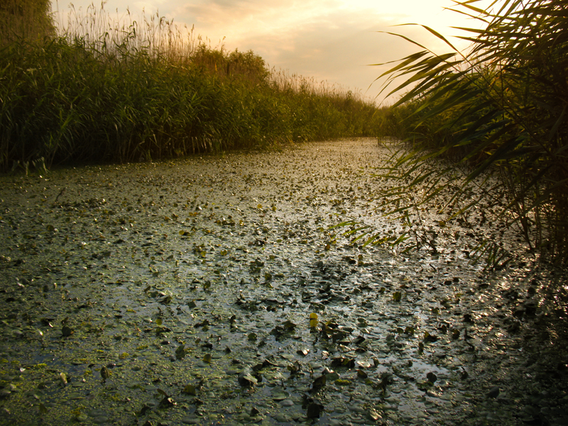 Фото жизнь (light) - Fuel - корневой каталог - В лабиринтах камышей 