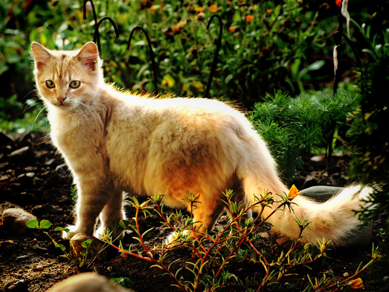 Фото жизнь (light) - IceHammer - Animals - Cat in the garden
