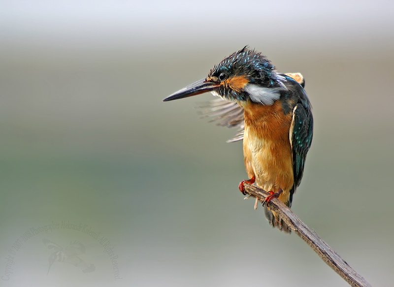 Фото жизнь (light) - Aleksandr Kolesnik - Птицы. - KingFisher(Ceryle rudis)