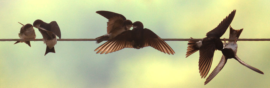 Фото жизнь (light) - MorboN - Птицы - LOVE