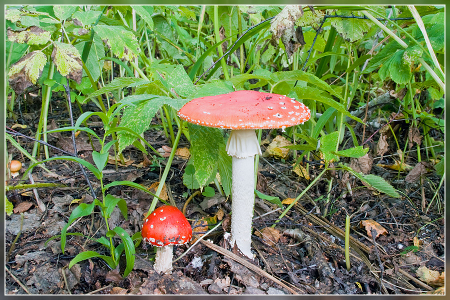 Фото жизнь (light) - Александр Крупский - корневой каталог - Мухаморчики