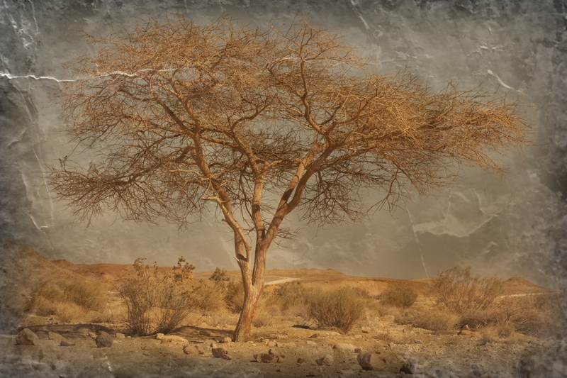 Фото жизнь (light) - VeraNika - корневой каталог - Дерево пустыни...