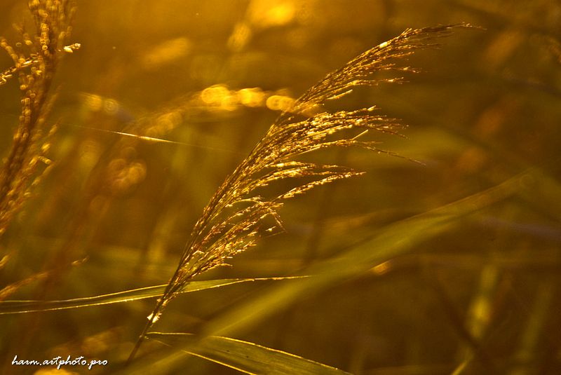 Фото жизнь (light) - Грушин Сергей - Пейзажи - * * *