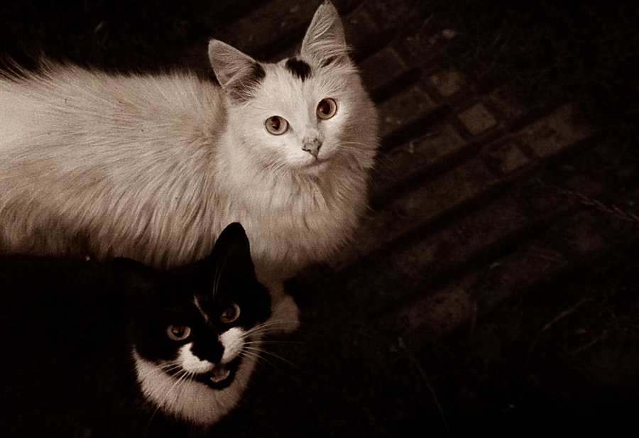 Black or White.