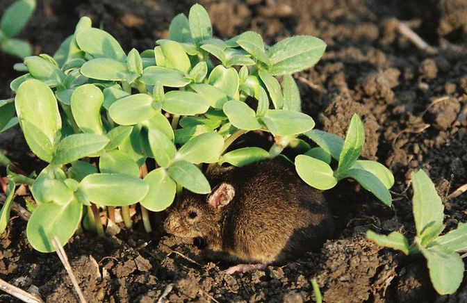 Фото жизнь (light) - deer - флора фауна - мышонок