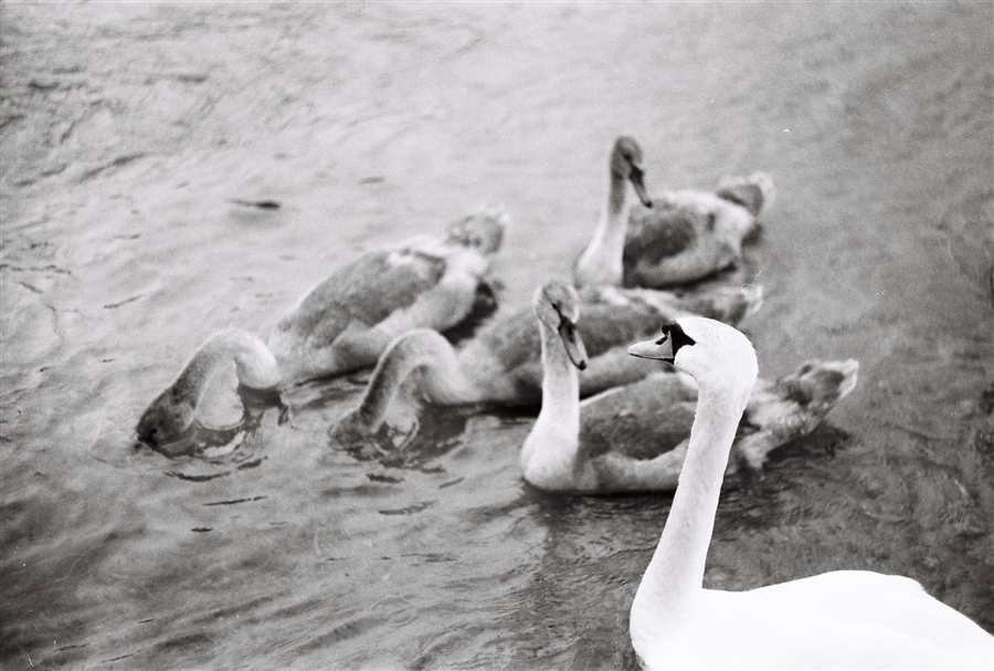 лебеди2