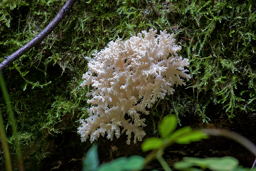 Фото жизнь (light) - Вадим Прут. - корневой каталог - Вот такие грибы - прямо лесные кораллы.