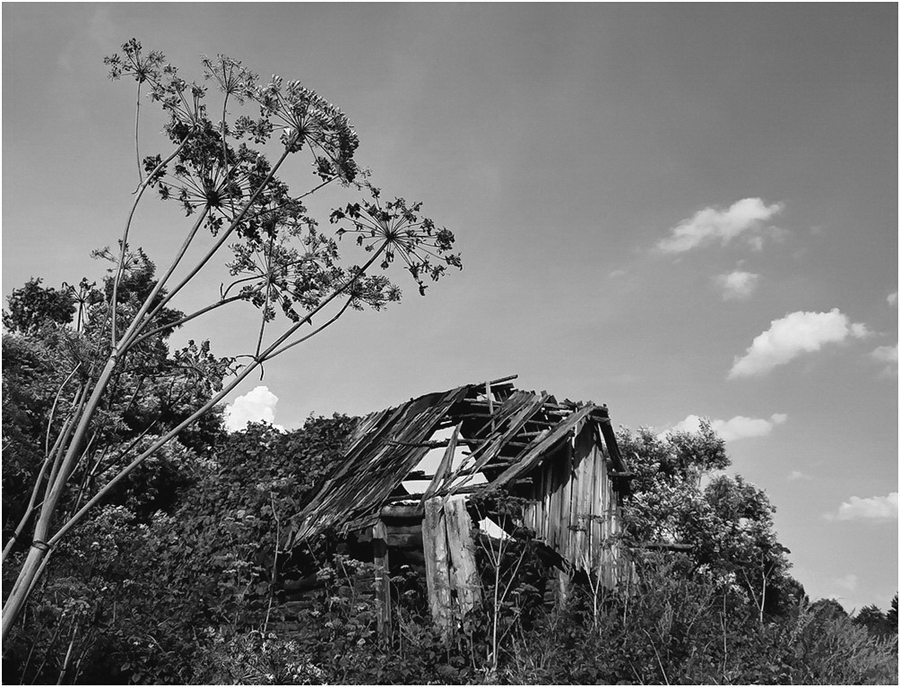 Фото жизнь