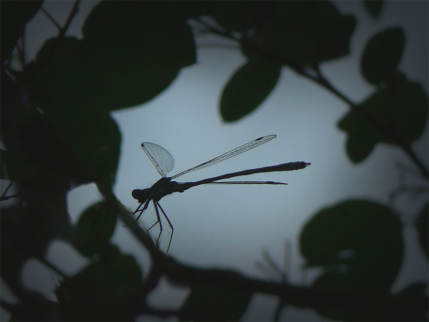 Фото жизнь (light) - Синицына Ольга - макро - стрекоза