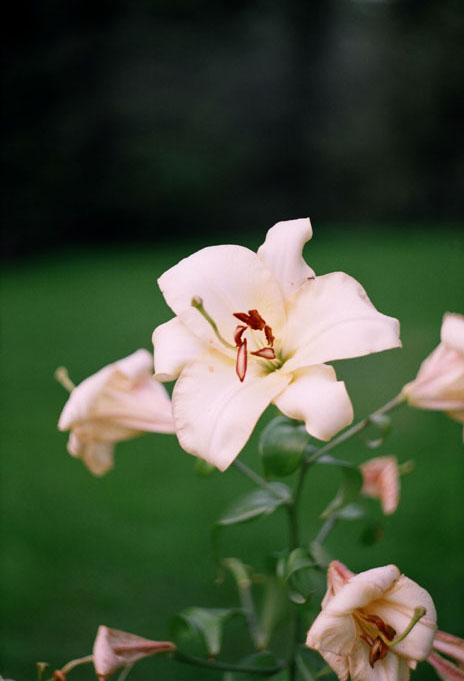 Фото жизнь (light) - zodiac - корневой каталог - Летний букет