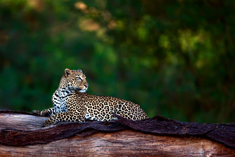 Фото жизнь - Ludmila Yilmaz - Кения - Леопард