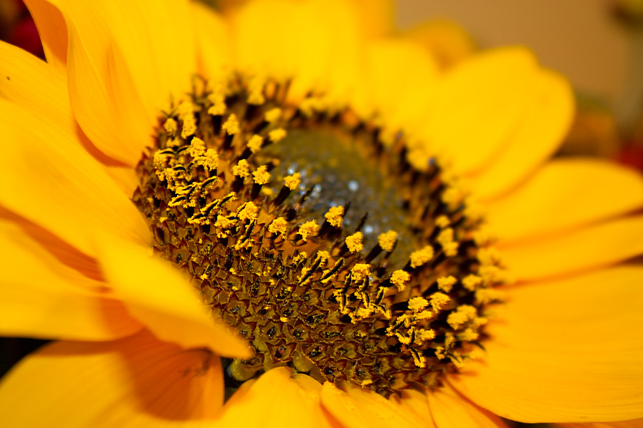 Фото жизнь - v_v_m_ - корневой каталог - Солнечный цветок