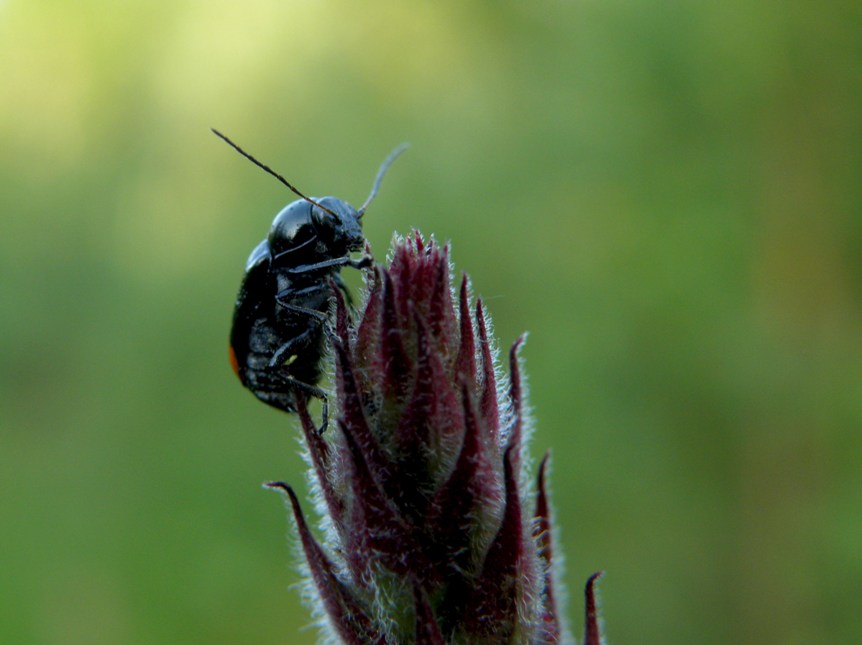 Фото жизнь (light) - Геннадий Нехай - корневой каталог - Вечерний моцион