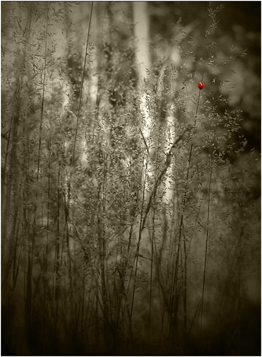 Фото жизнь (light) - serg... - В Лесу  - Затеряться в траве...