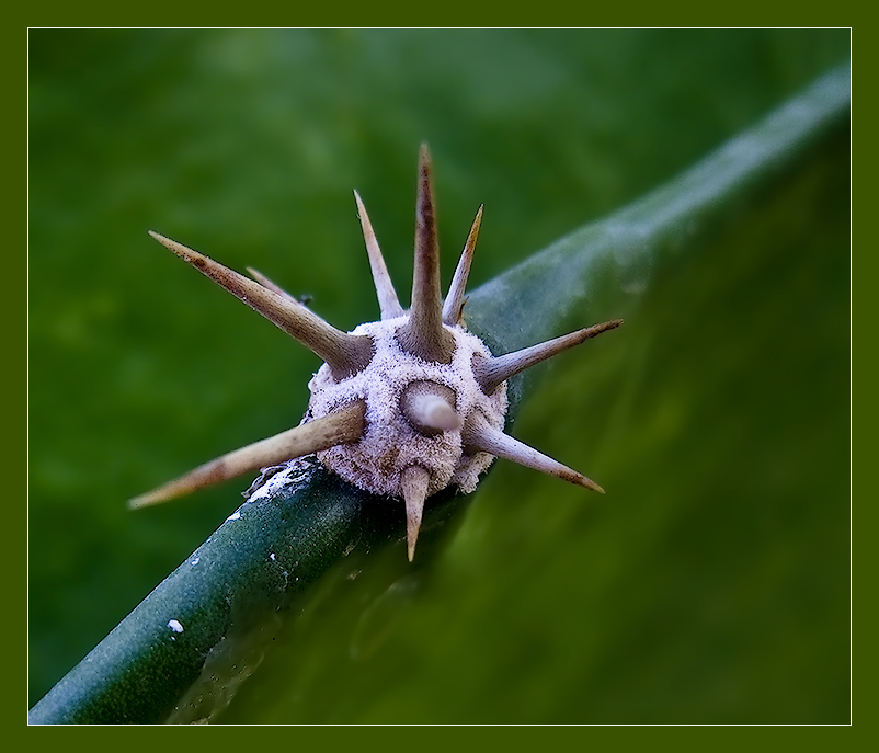 Фото жизнь (light) - kuchum13 - Растения, насекомые, мелкая живность, ракушки, камушки - Просто колючка кактуса