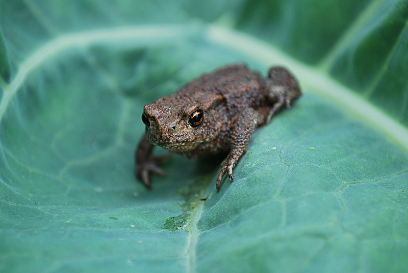Фото жизнь (light) - Рута Рукмане - корневой каталог - жаба