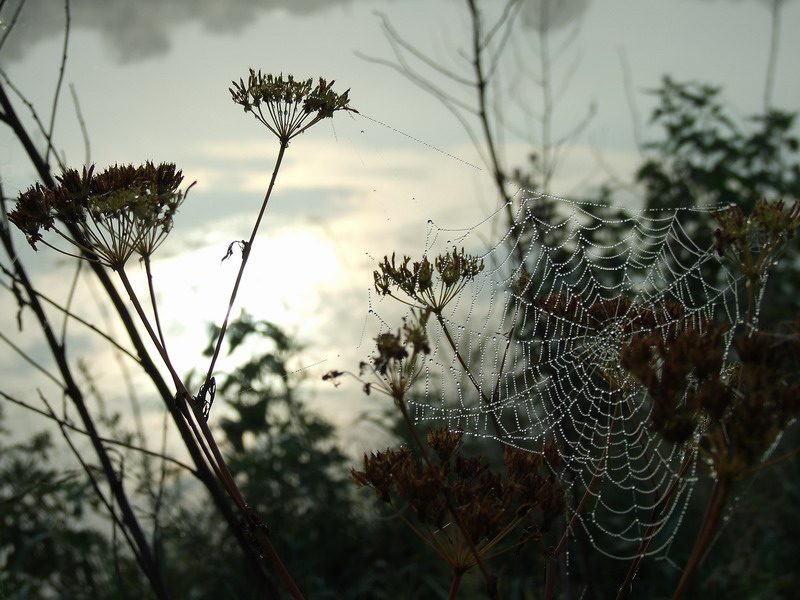 Фото жизнь - xoma - корневой каталог - паутина в капельках росы 