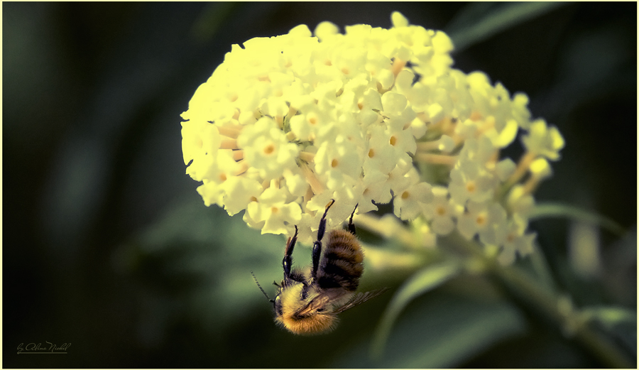 Фото жизнь (light) - lona - цветы - пчёла
