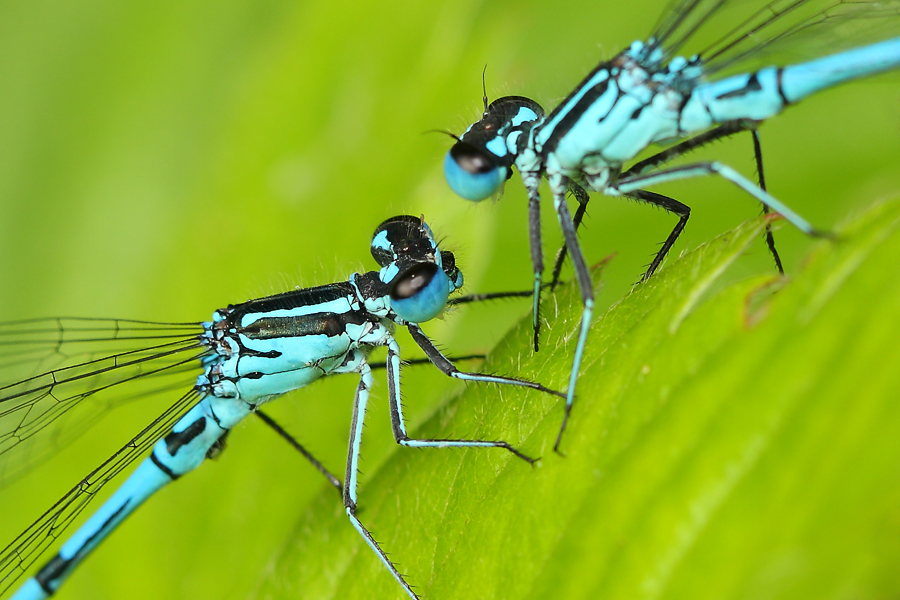 Фото жизнь (light) - Bluzmen - Макро - Сплетницы-2