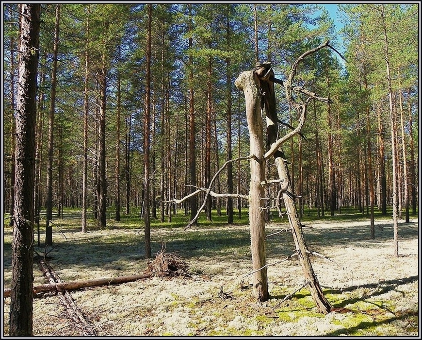 Фото жизнь