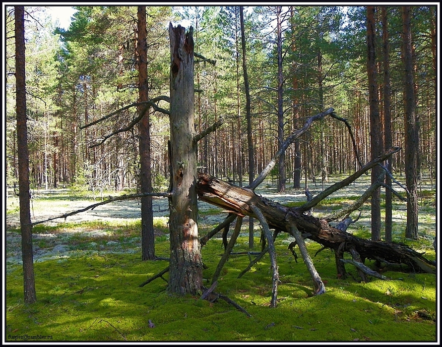 Фото жизнь