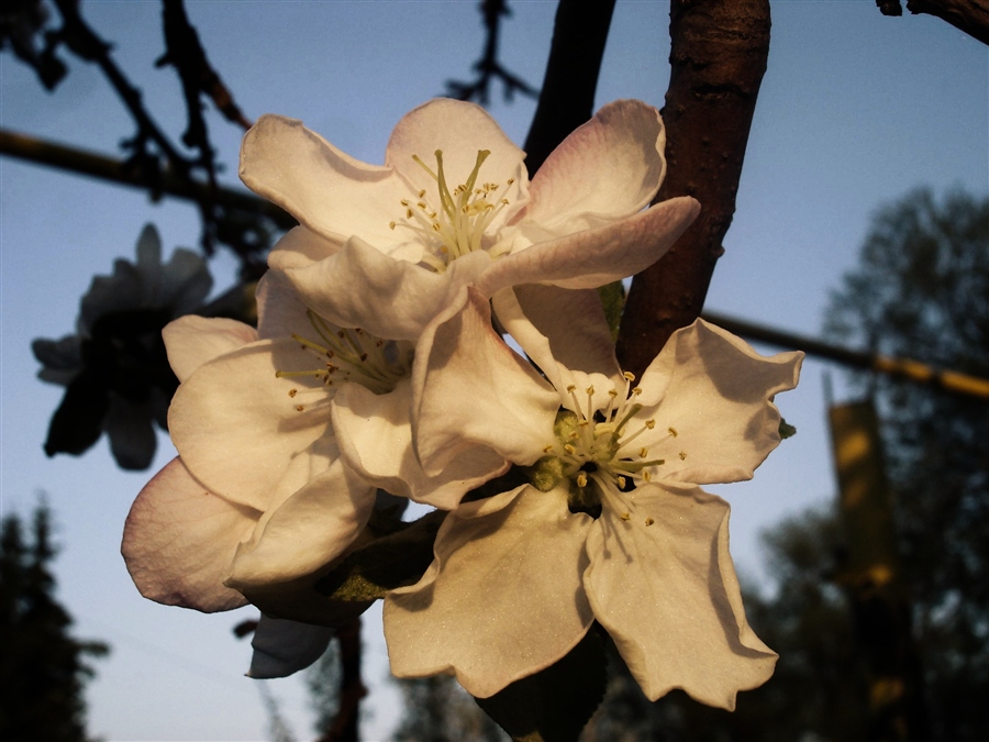 Фото жизнь - dimavampir - фотоинстинкт - в деревенском саду вишни....