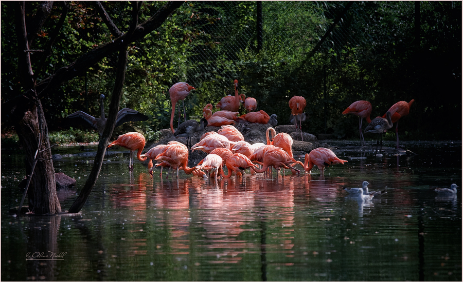 Фото жизнь (light) - lona - животные - Розовый фламинго