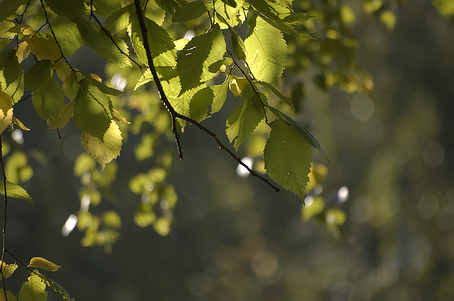 Фото жизнь (light) - emunilkin - природа - Скоро осень