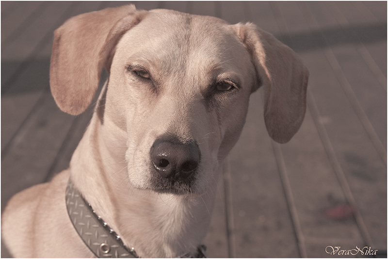 Фото жизнь (light) - VeraNika - корневой каталог - Портрет собаки в розовых тонах...