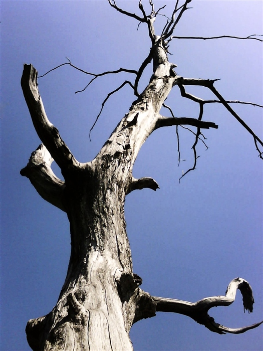 Фото жизнь (light) - dimavampir - фотоинстинкт - мертвое дерево...