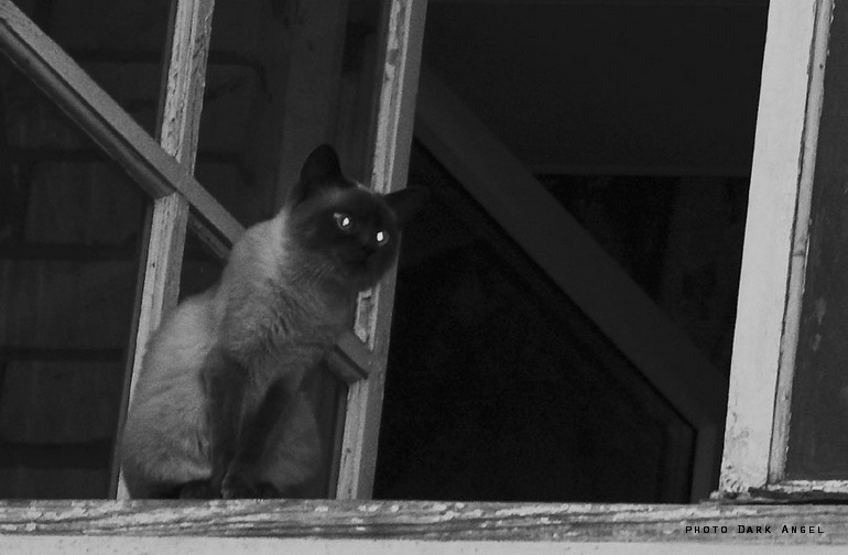 Фото жизнь (light) - dark-angel - Animals - аццкий кот