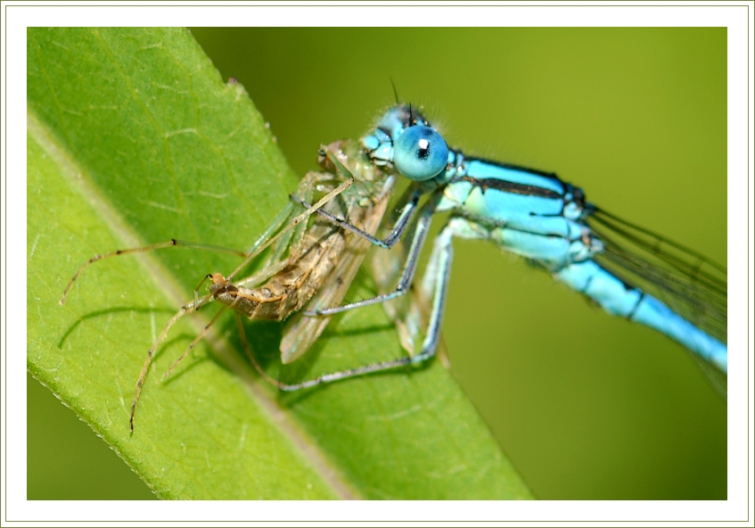 Фото жизнь - chark - корневой каталог - Полдник голубой стрекозы