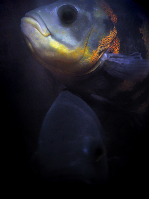 Фото жизнь (light) - Котов Вадим - усы-лапы-хвост)) - из глубин души к свету