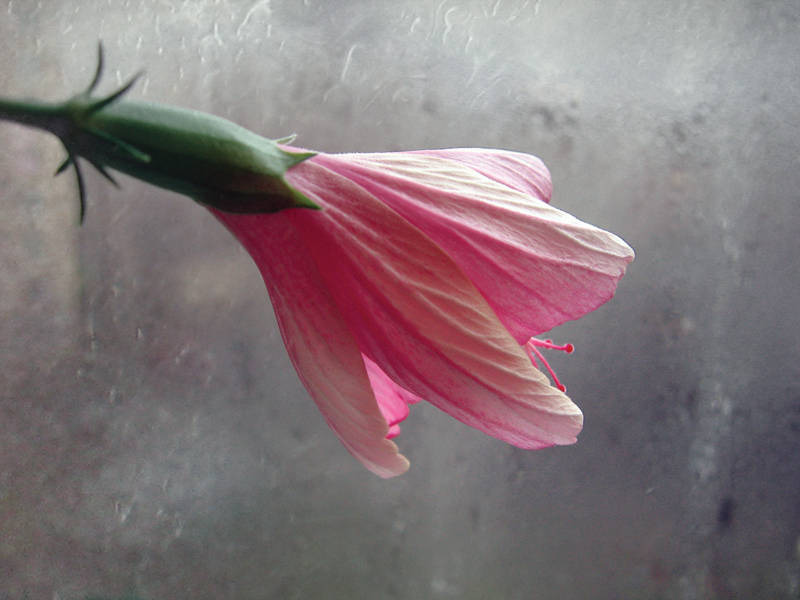 Фото жизнь (light) - Котов Вадим - цветуёчки - поздний...