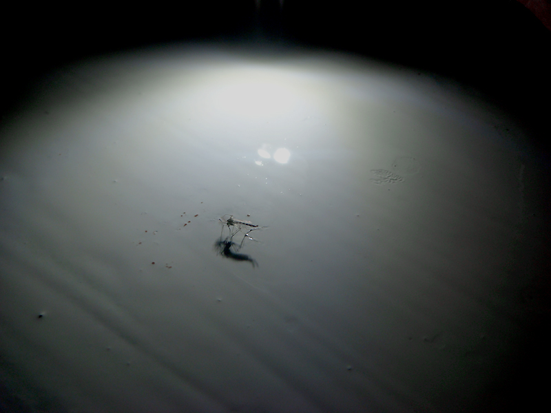 Фото жизнь (light) - Котов Вадим - усы-лапы-хвост)) - The end