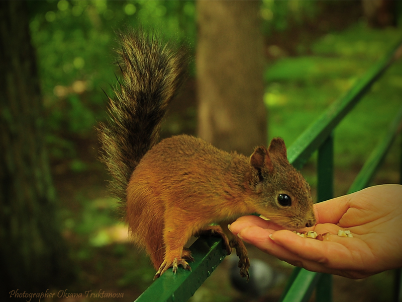 Фото жизнь (light) - _Oksana_ - Животные и птицы - Белочка