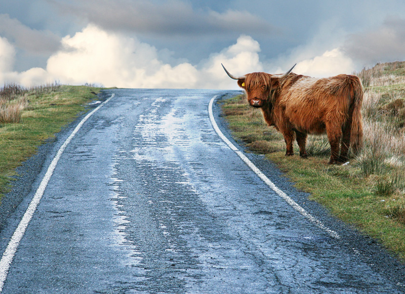 Фото жизнь (light) - Алексей Базанов - ШоТландия - Шотландский бык