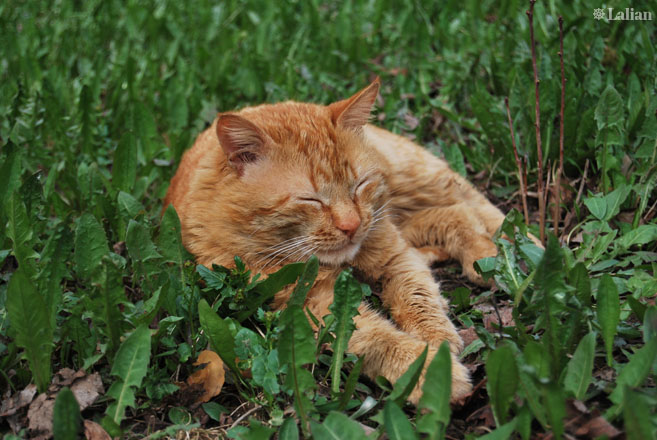 Фото жизнь (light) - Lalian - корневой каталог - Очень оранжевый кот