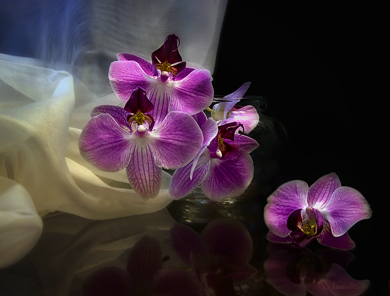 Фото жизнь (light) - Наталья Кузнецова - Натюрморты - про орхидеи...
